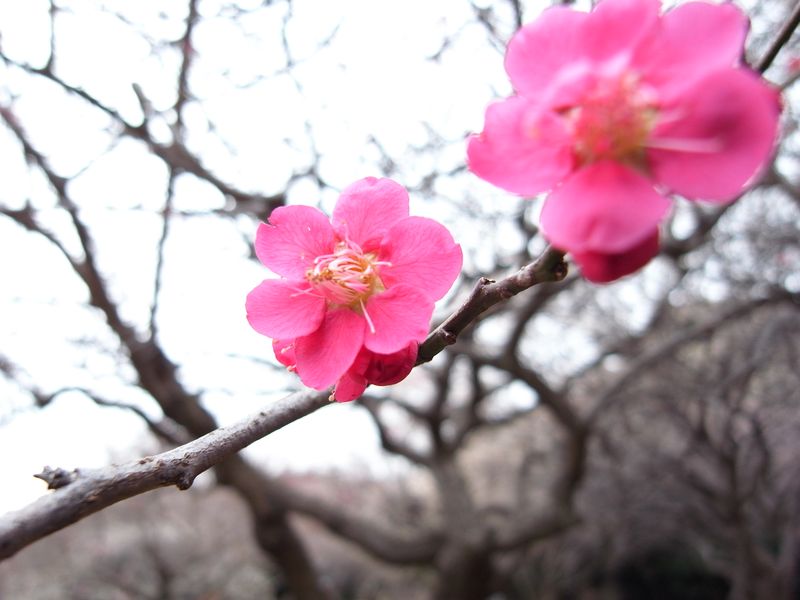 20100214_卯の花_RIMG6906