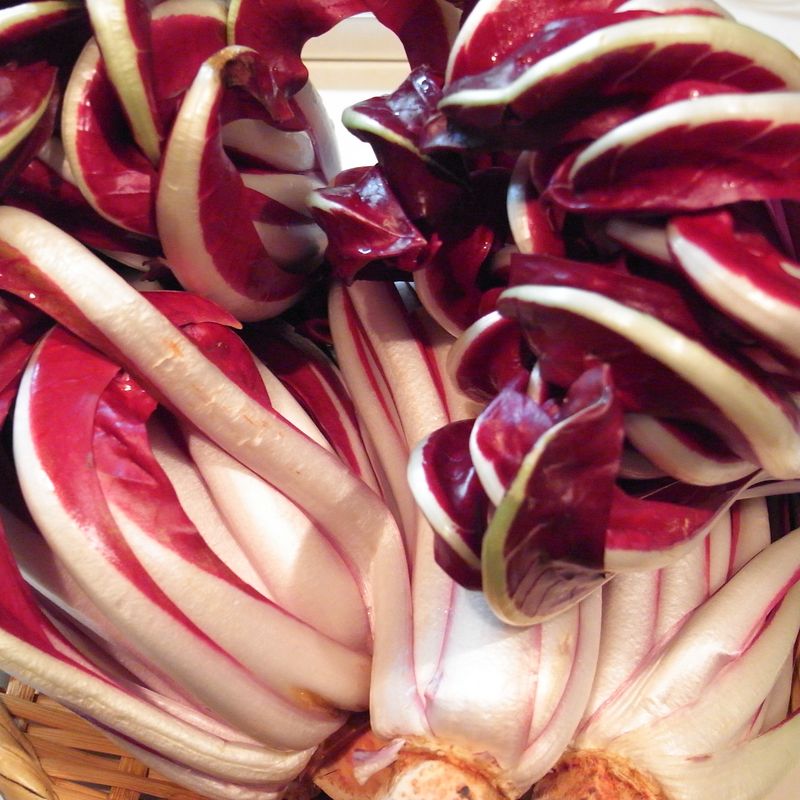 20110205_radicchio tardivo_RIMG0624