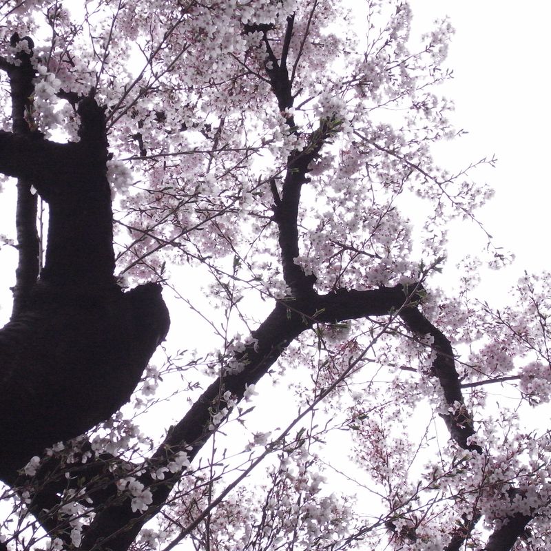 20110412_からだに聞く_RIMG1322 20110412_からだに聞く_RIMG1322