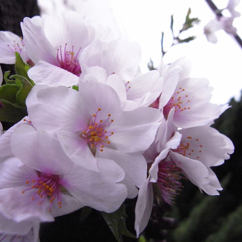 20110412_からだに聞く_RIMG1321 20110412_からだに聞く_RIMG1321