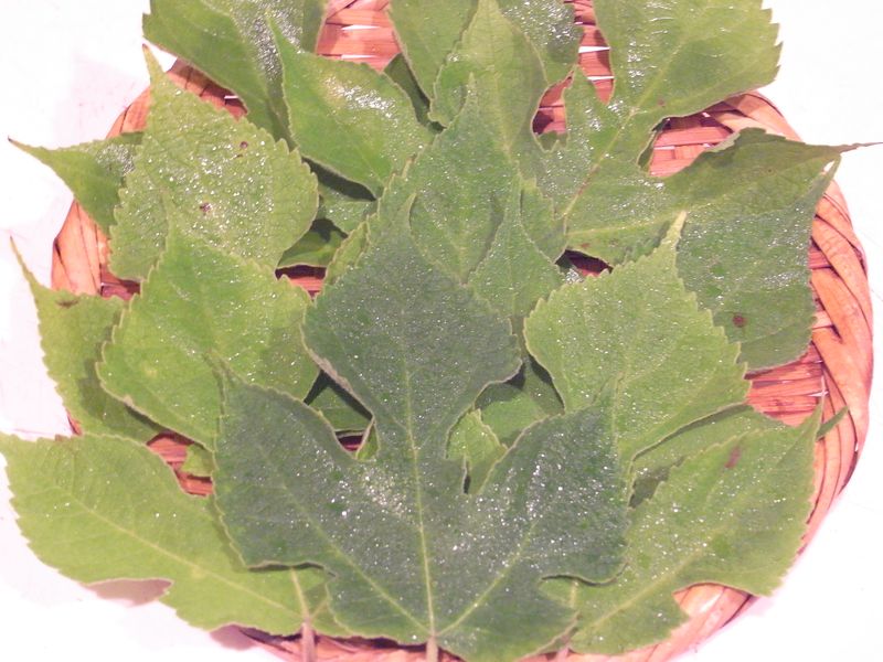 20120620_梶の葉　Leaf of paper mulberry_RIMG9498